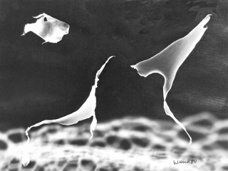 In the moonlight 1980   Photogram 24 x 17,8 cm