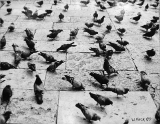 Pigeons 1980   Photography 30,5 x 24 cm