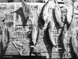Fish on newspaper 1986   Photography 30,5 x 24 cm
